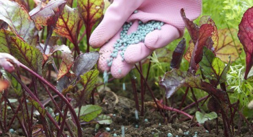 Tajemství správného krmení řepy